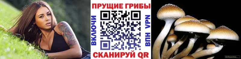 мориарти официальный сайт Зеленодольск Галлюциногенные грибы GOLDEN TEACHER блэк спрут ссылка